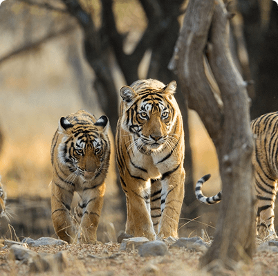 Wildlife Sanctuary